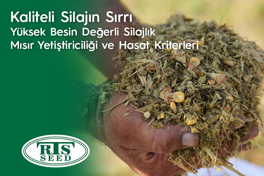 Kaliteli Silajın Sırrı: Yüksek Besin Değerli Silajlık Mısır Yetiştiriciliği ve Hasat Kriterleri