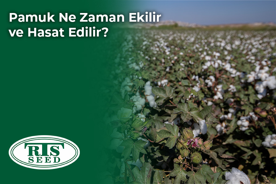 Pamuk Ne Zaman Ekilir ve Hasat Edilir?