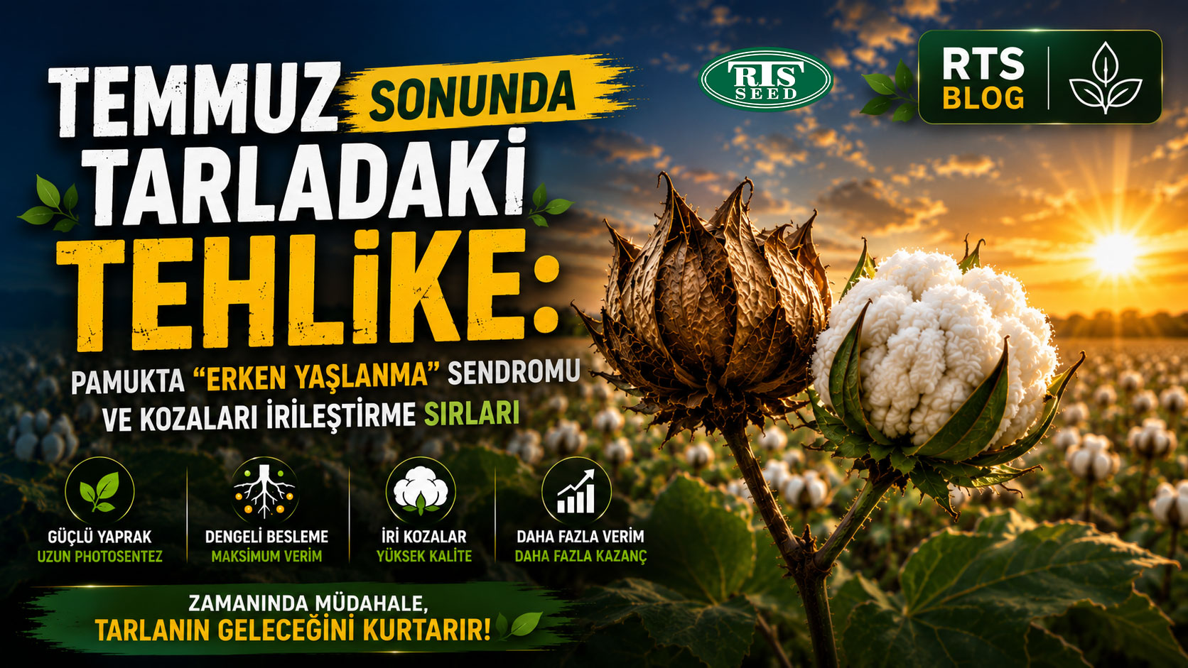 Temmuz Sonunda Tarladaki Tehlike: Pamukta "Erken Yaşlanma" Sendromu ve Kozaları İrileştirme Sırları