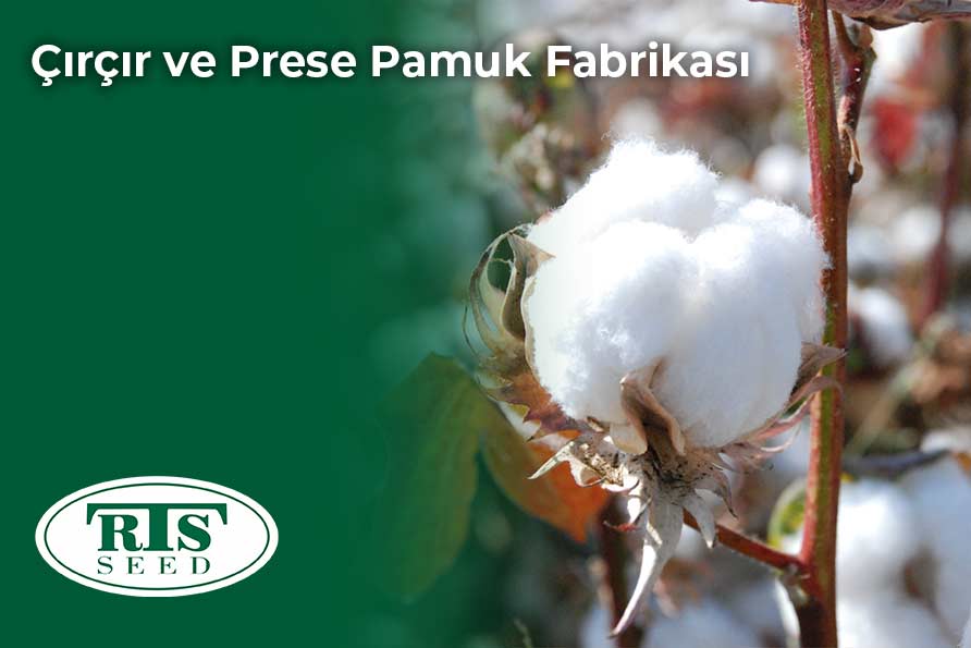 Çırçır ve Prese Pamuk Fabrikası