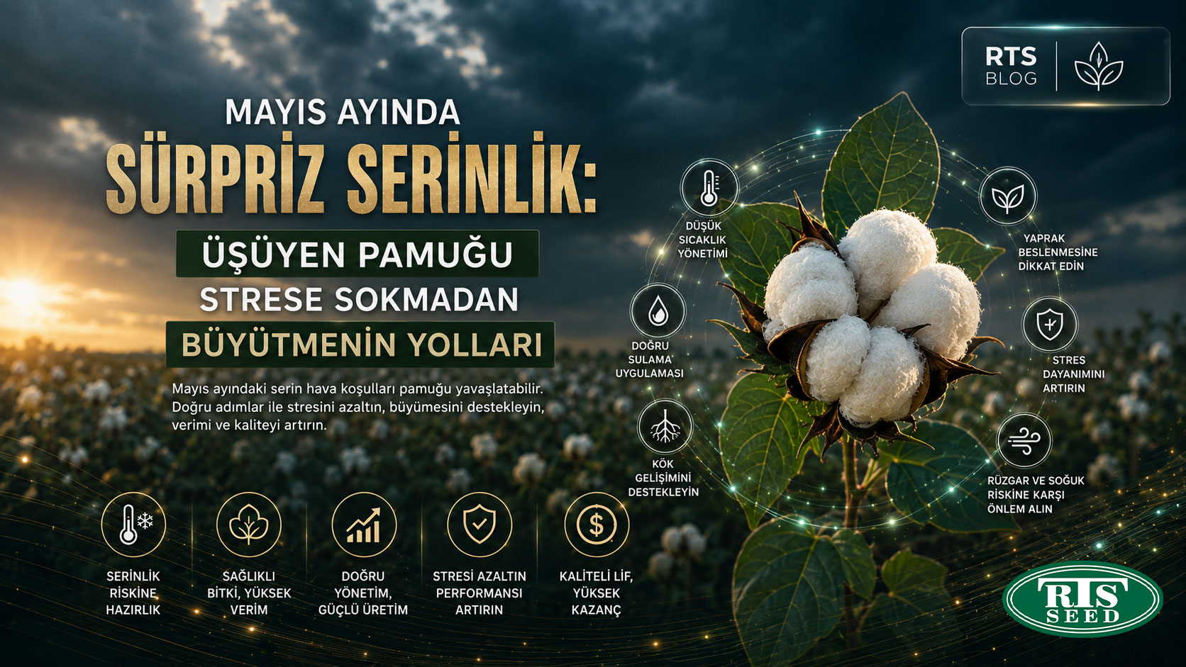 Mayıs Ayında Sürpriz Serinlik: Üşüyen Pamuğu Strese Sokmadan Büyütmenin Yolları