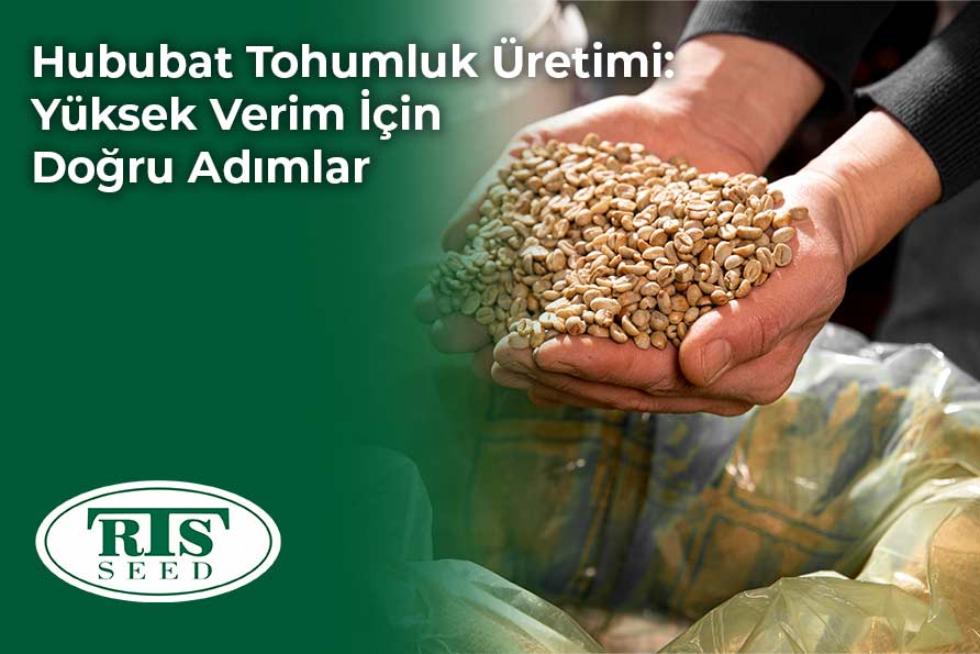 Hububat Tohumluk Üretimi: Yüksek Verim İçin Doğru Adımlar